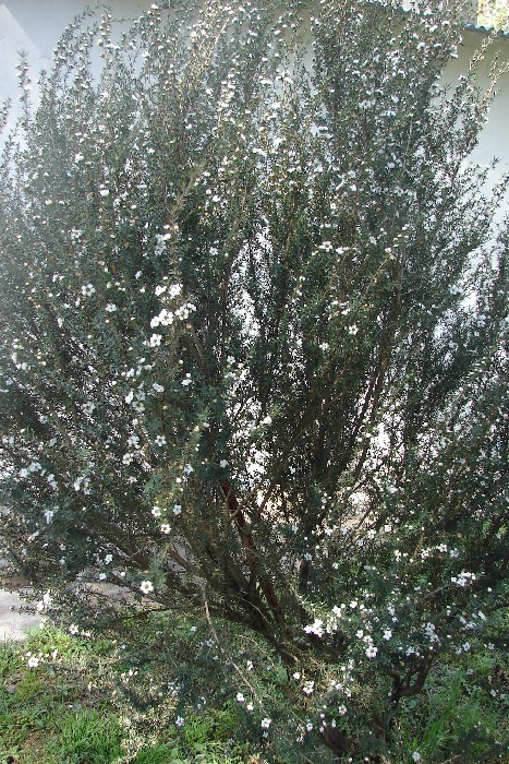 http://www.viveroianni.com.ar/%5Cimagenes%5CLeptospermum%20scoparium%20%27Leonard%20Wilson%27.jpg