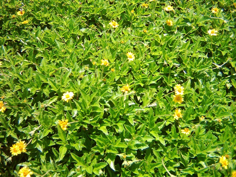 Plano del Vivero